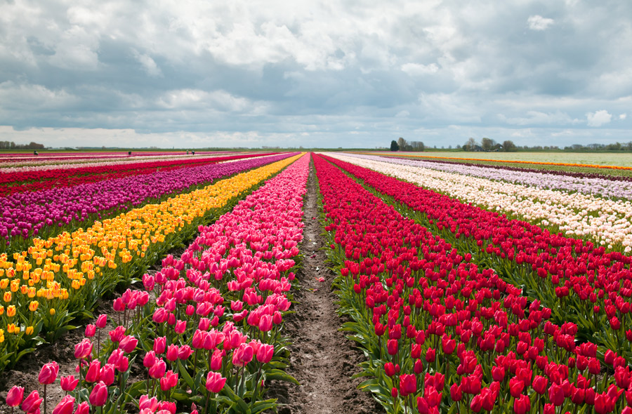Eine Busreise zu den Tulpenfeldern in den Niederlanden: Farbenpracht und Frühlingszauber